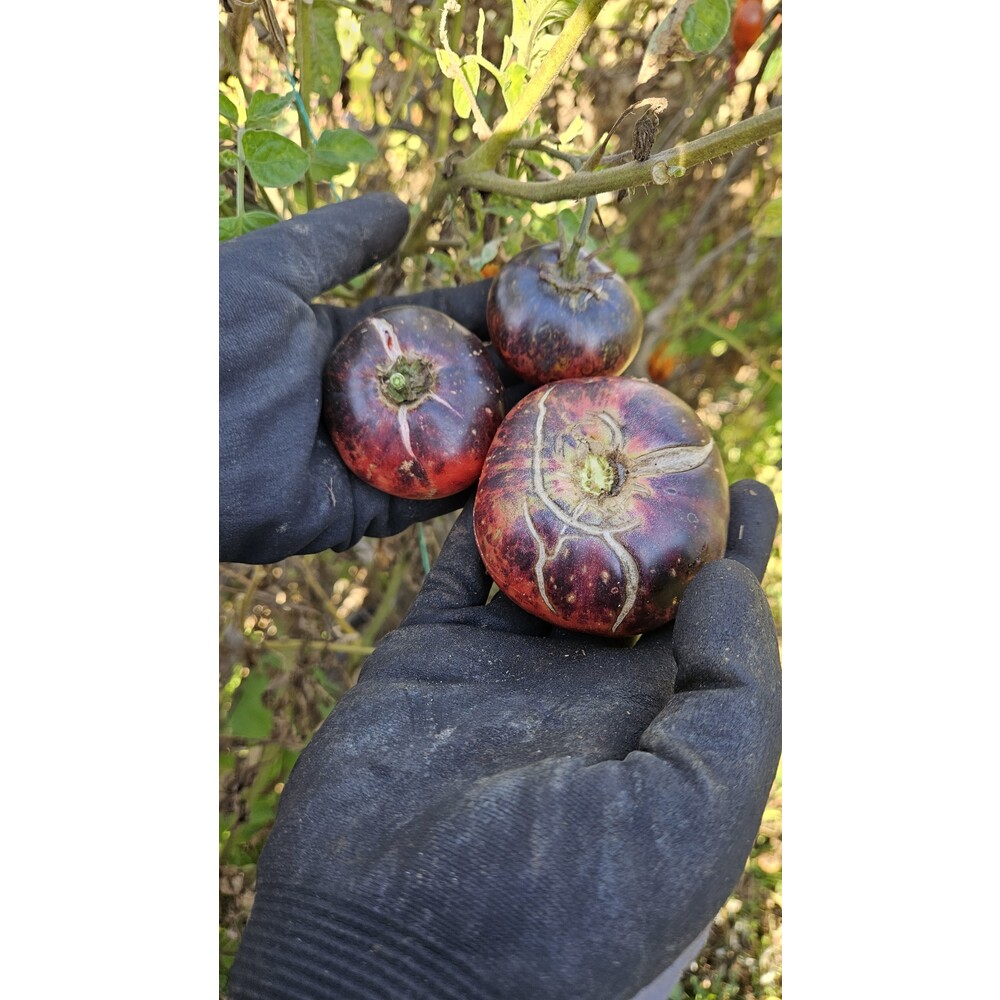 Mavi Güzellik (Blue Beauty) Domates Tohumu (20 adet) (Sırık)