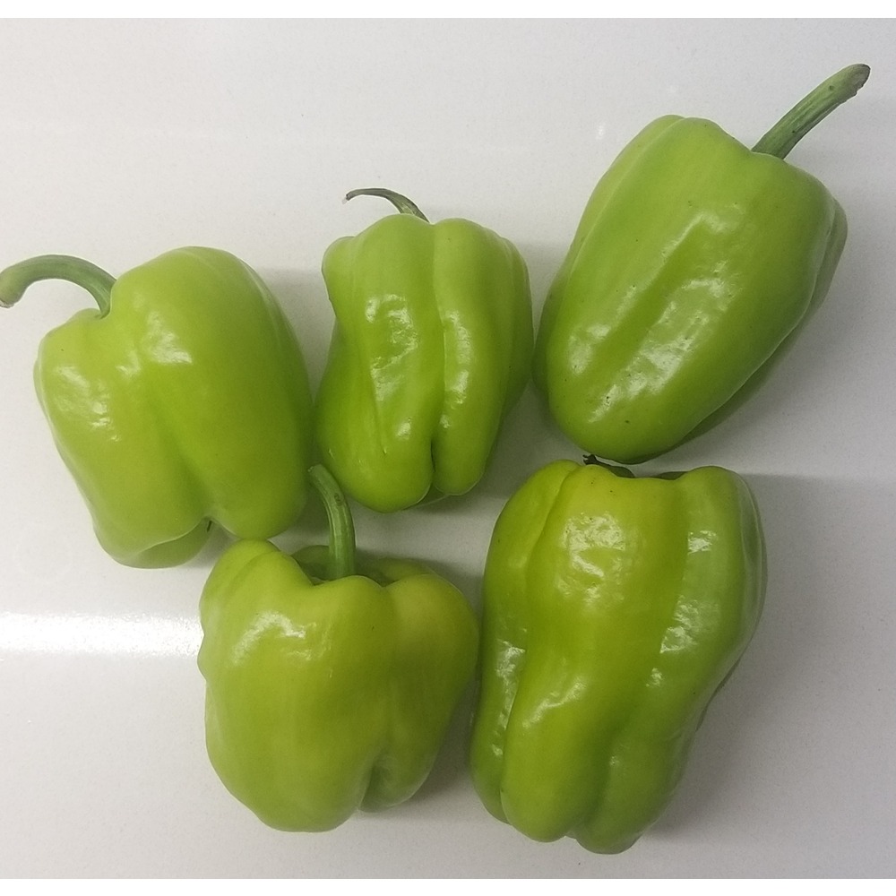 Dolmalık Biber Tohumu (20 adet)