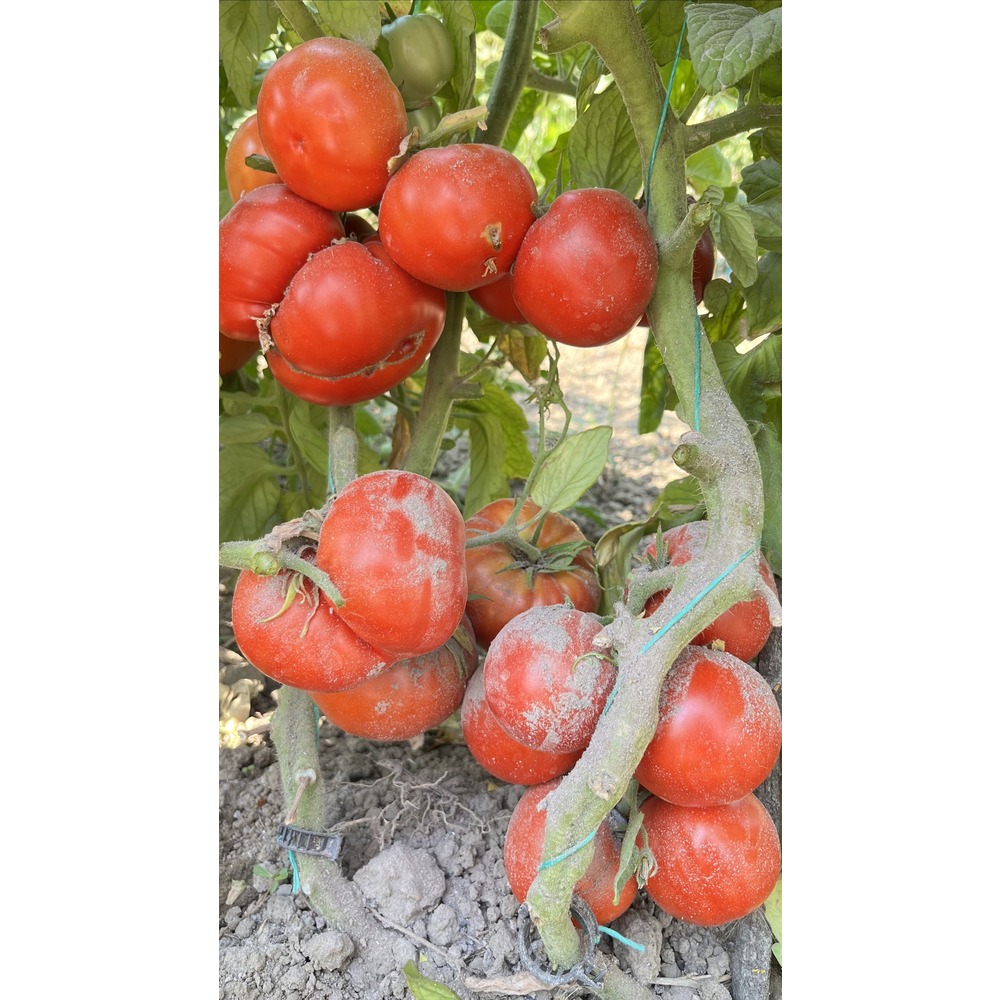 Çanakkale Domates Tohumu (20 adet) (Sırık)