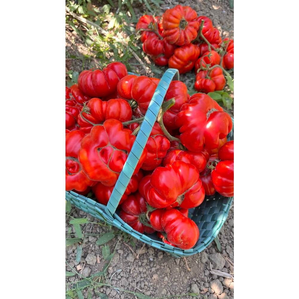 Ceneviz Domates Tohumu (20 adet) (Sırık)