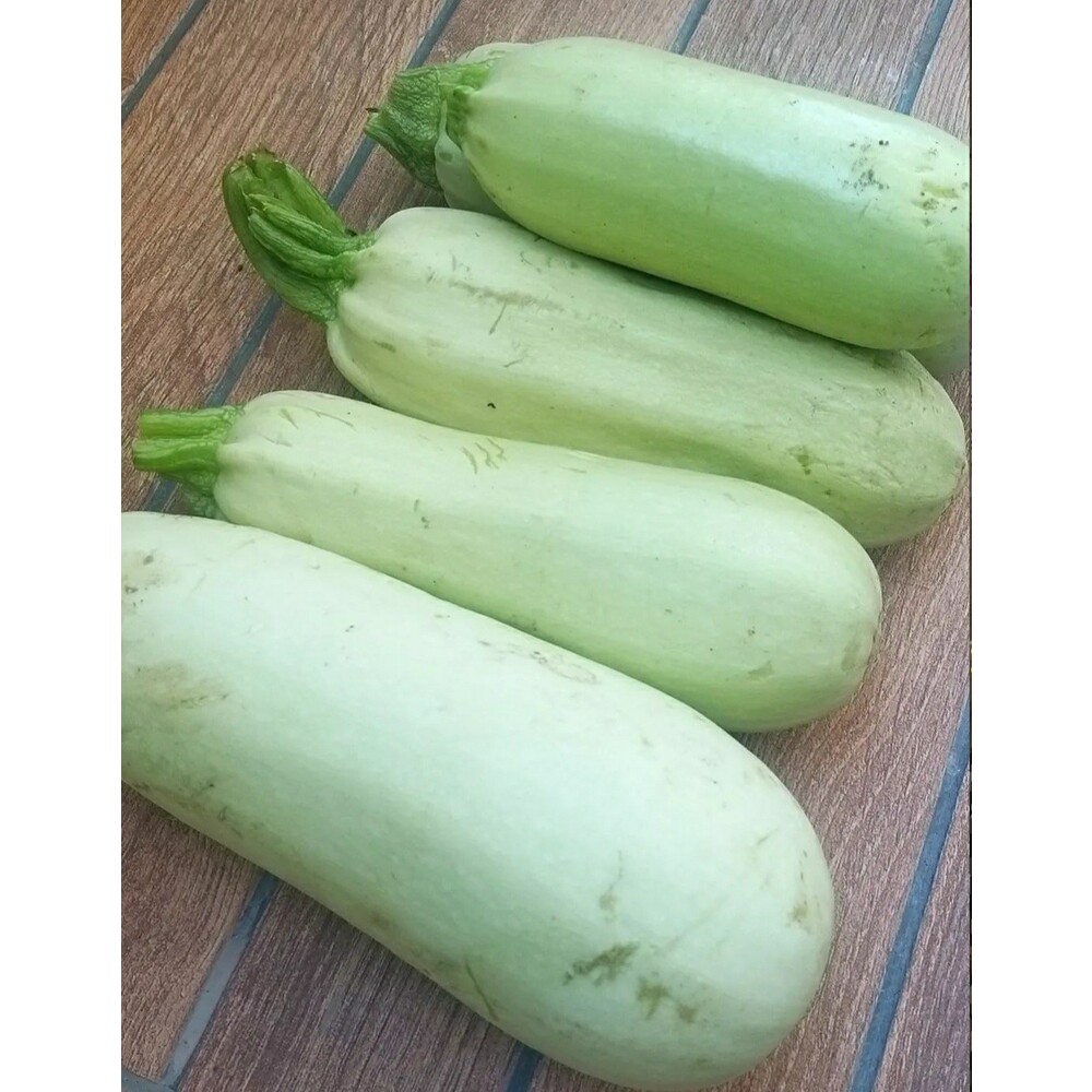 Sakız Kabak Tohumu (10 adet) (Dolmalık-Kızartmalık)