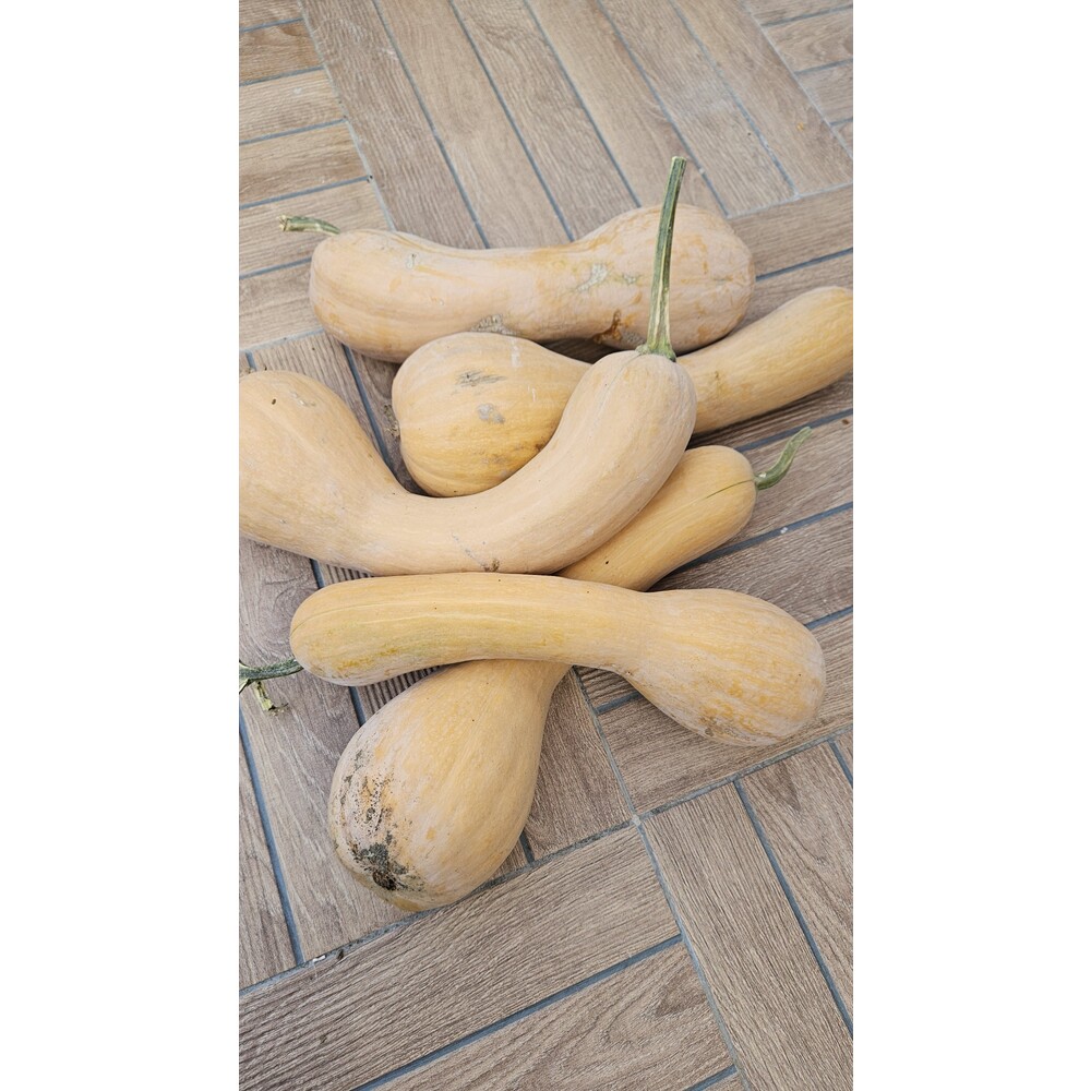 Uzun Bal Kabak Tohumu (10 adet) 