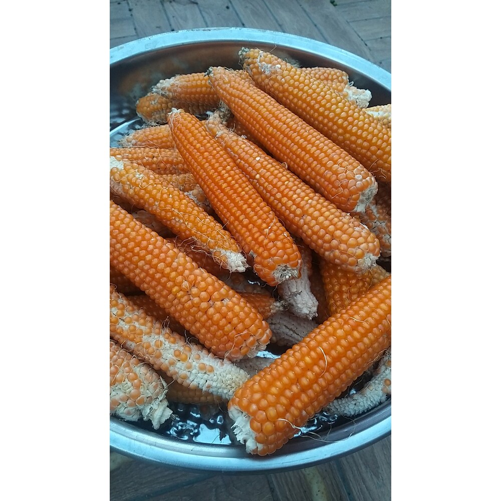 Cin Mısırı Tohumu (20 adet) (Patlatmalık)