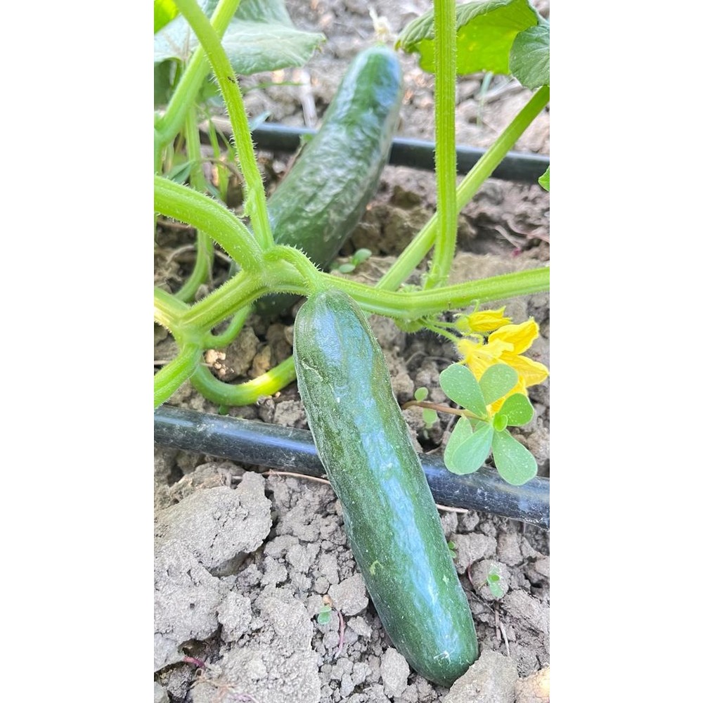 Çengelköy Salatalık Tohumu (15 adet) (Oturak)