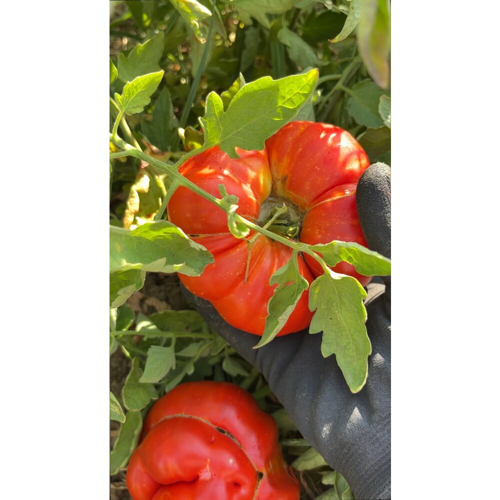 İri Deşti (Susuz) Domates Tohumu (20 adet) (Oturak)