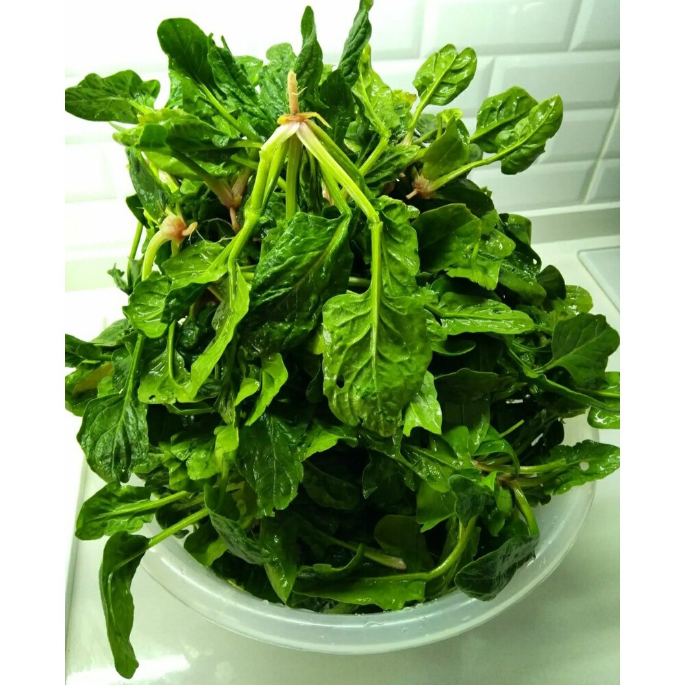 Ispanak Tohumu (1 çay kaşığı)
