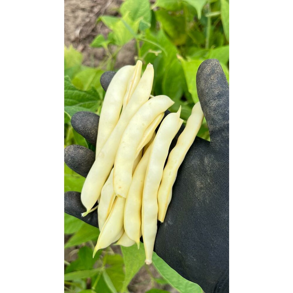 Sarı Fasulye Tohumu (30 adet) (Oturak)
