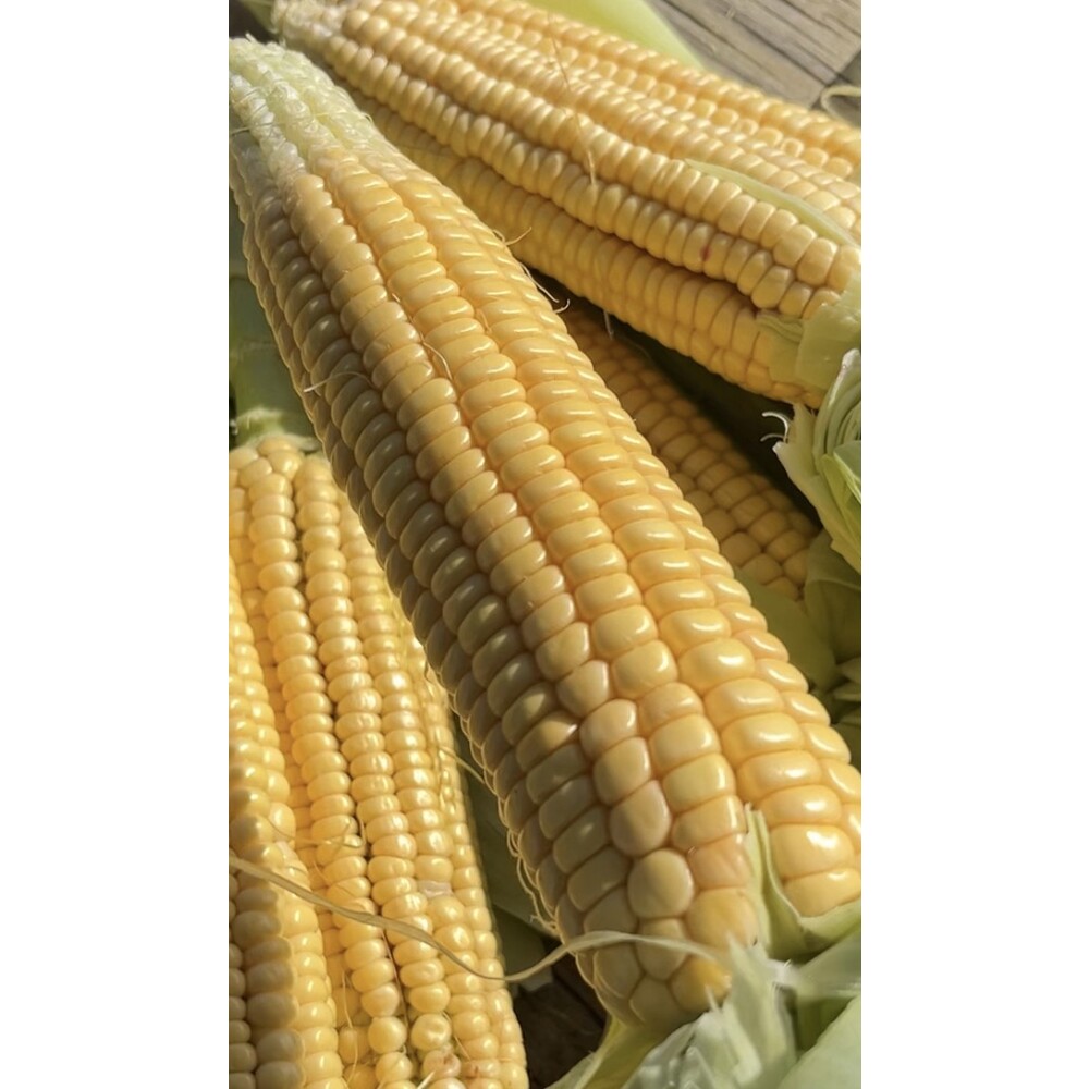 Süt Mısır Tohumu (20 adet)