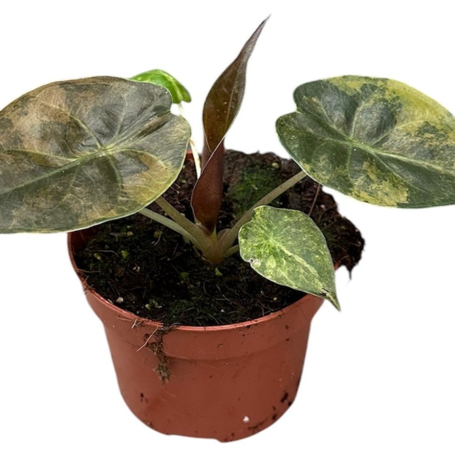 alocasia-wentii-aurea-20cm-sklep-z-ro-linami-cocaflora