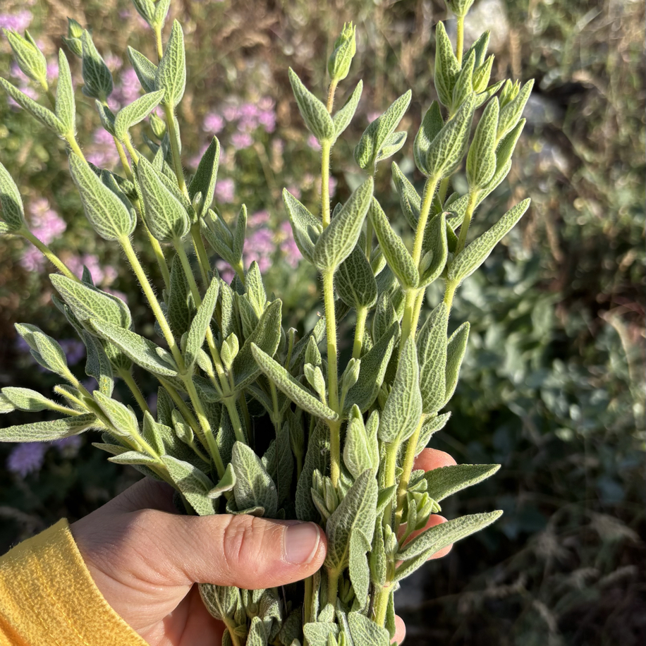 Uzun adaçayı (demet) | Diyari Yörük Şifası