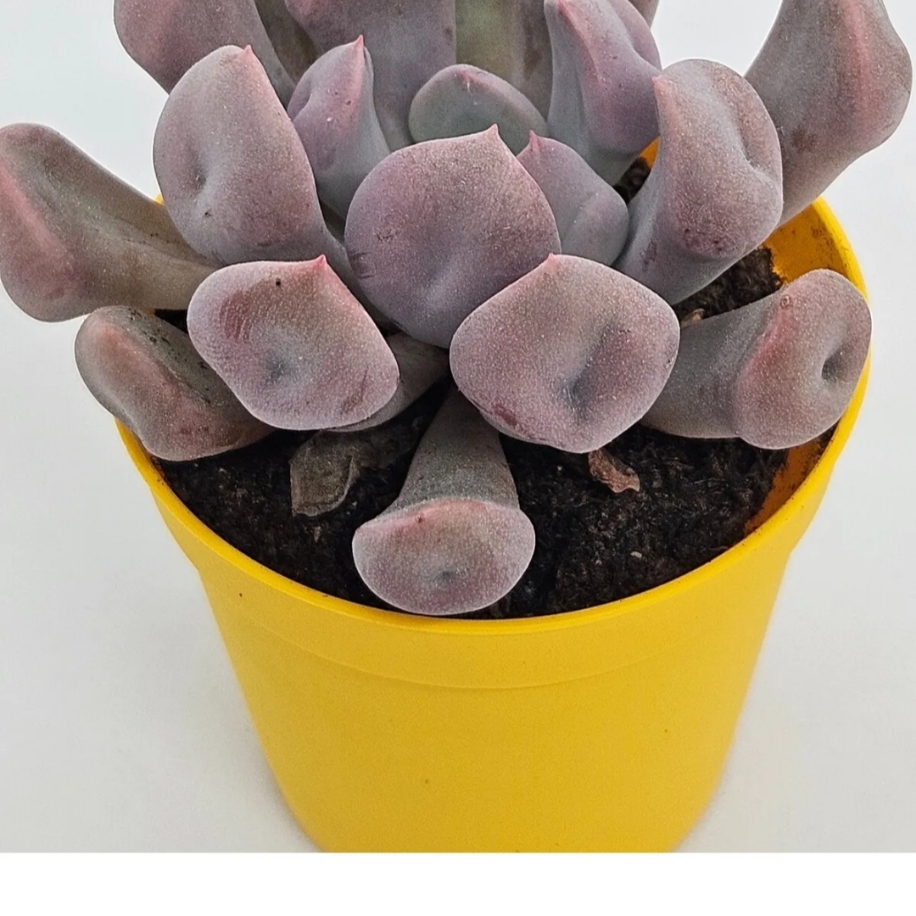 graptoveria-lilac-spoons-thal-koleksiyonluk-t-r-sukulent-5-5cm-saks-l