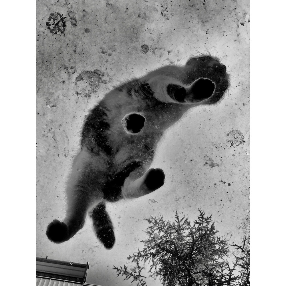 Cat Fever 