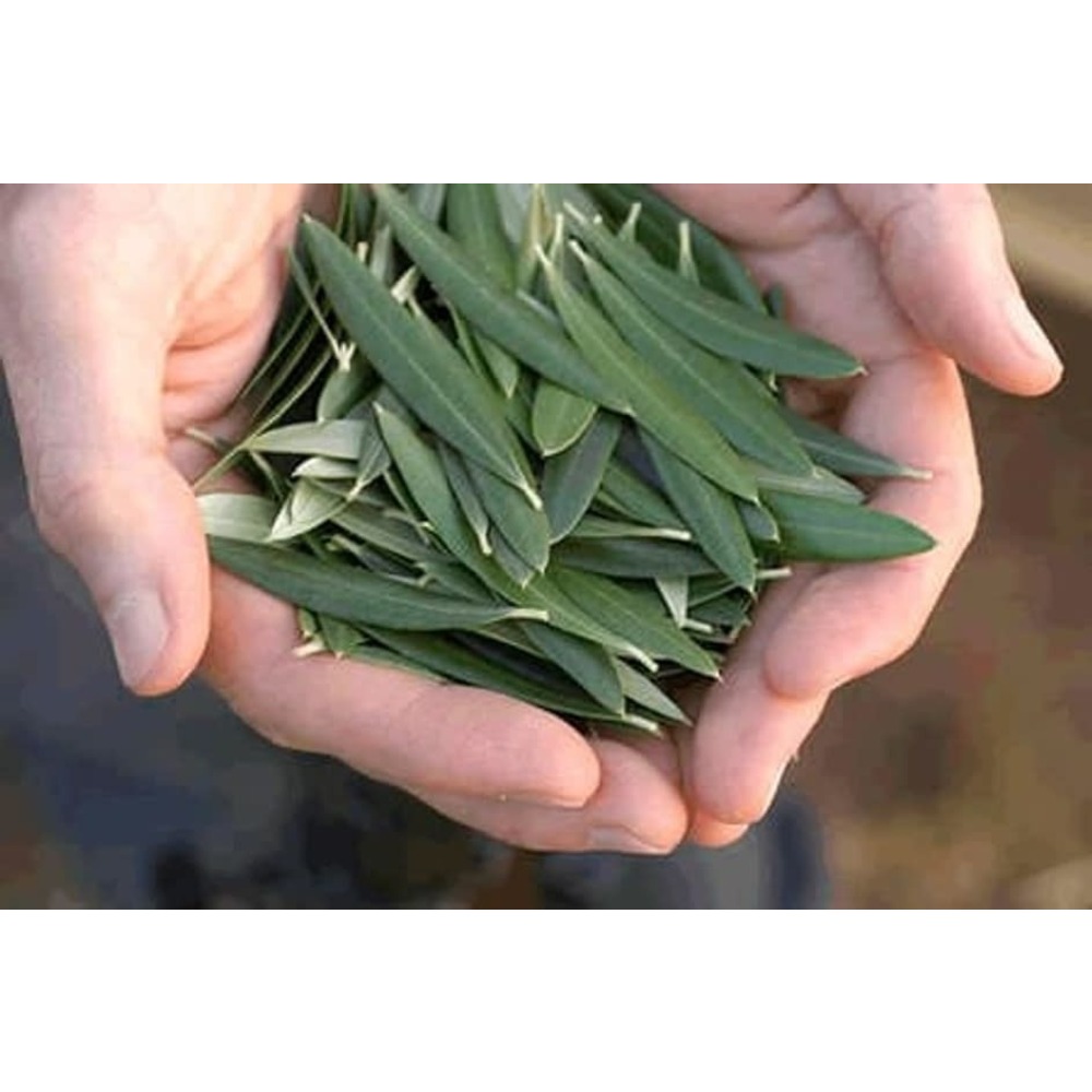 Zeytin Yaprağı Çayı - 50 Gr