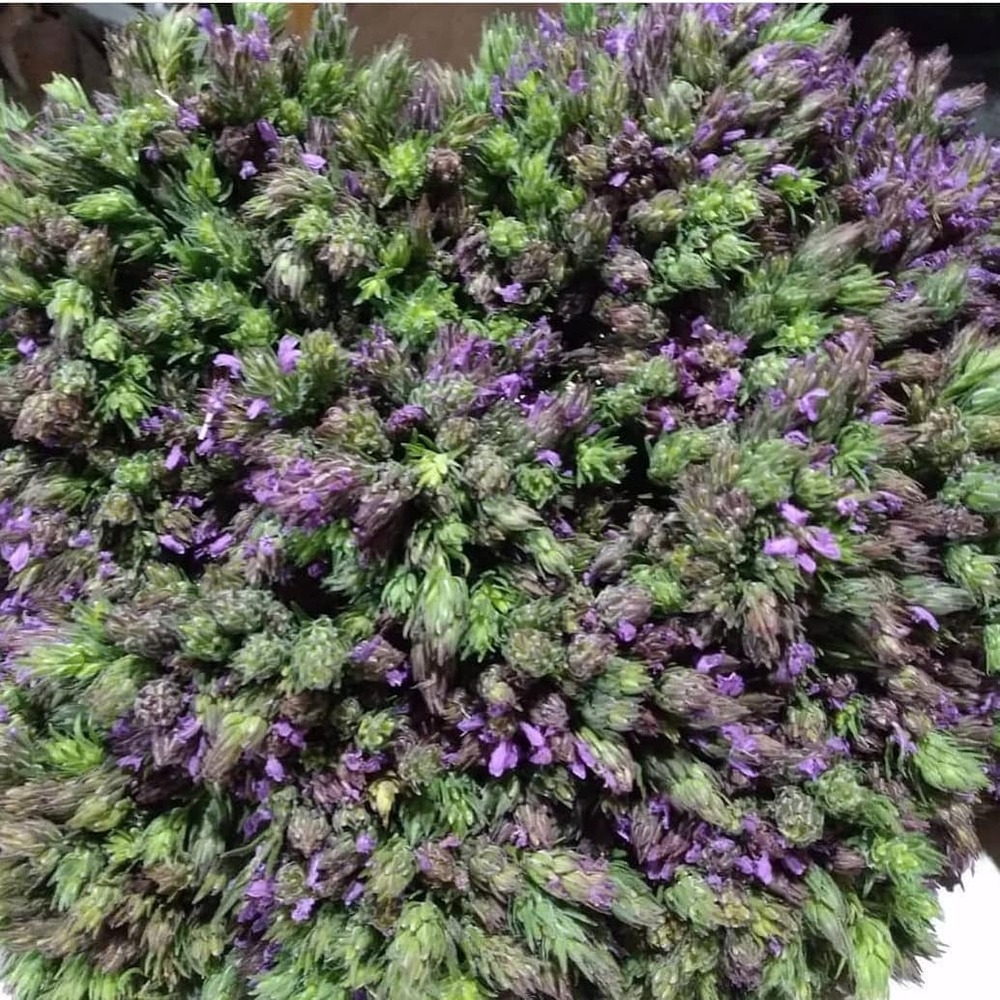 Mor Kekik - Thymbra spicata - Başak Demet