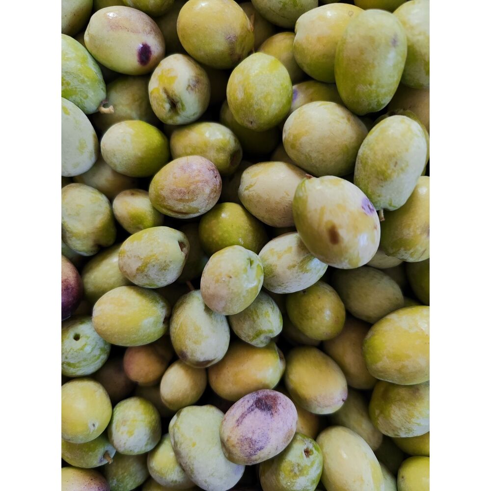 Organik zeytin - işlenmemiş 