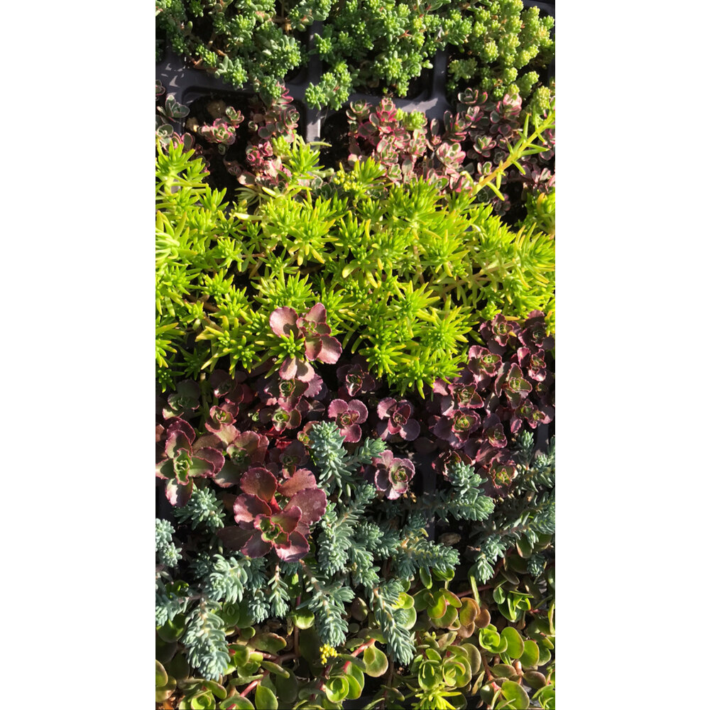 Sedum - Karışık 48’li Viyol