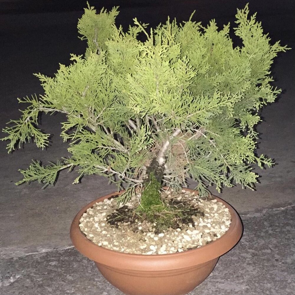 Bonsai Ardıç 