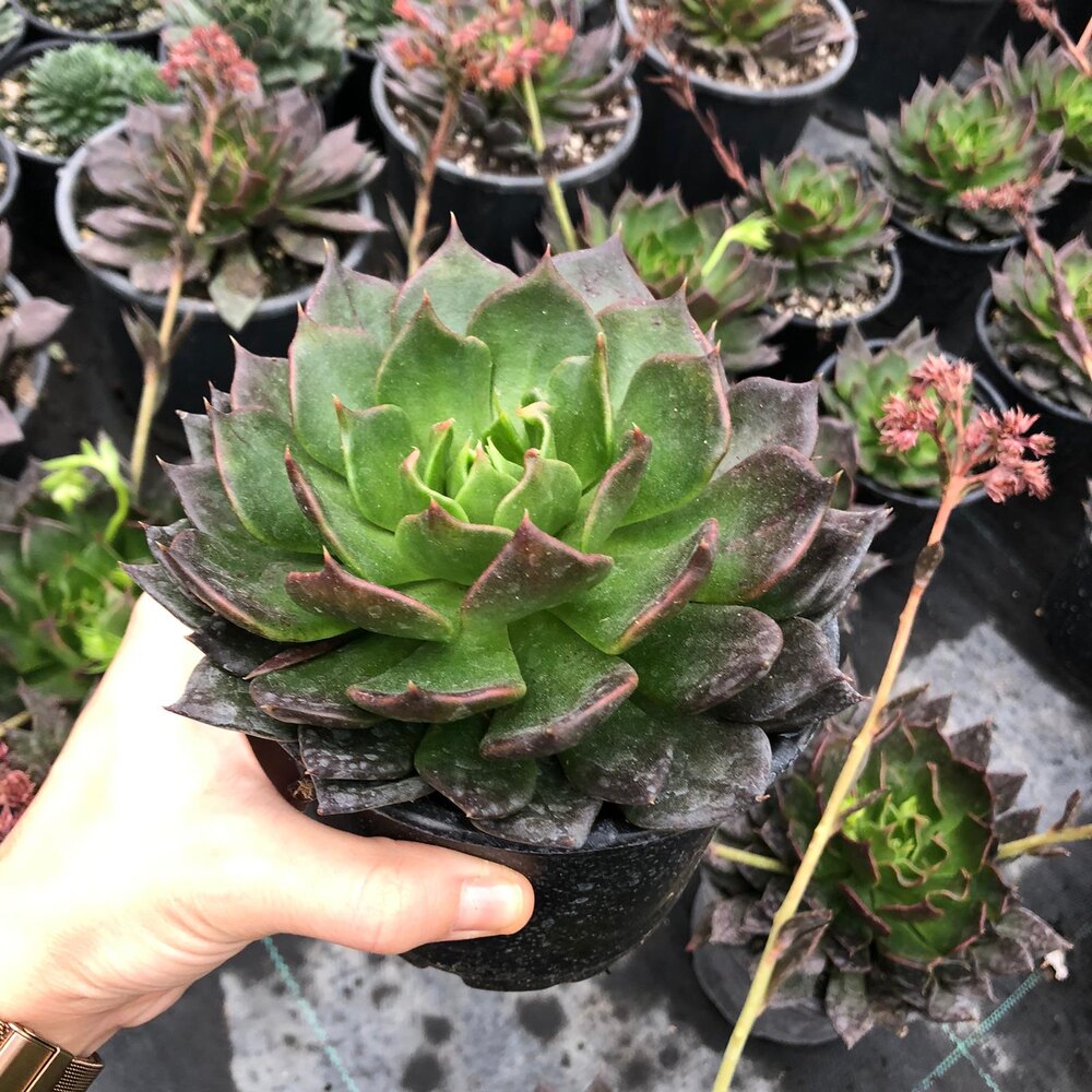 Echeveri “Black Prince” - Sukulent
