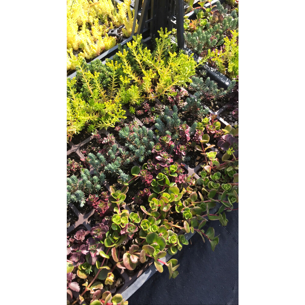 Sedum - Karışık 48’li Viyol