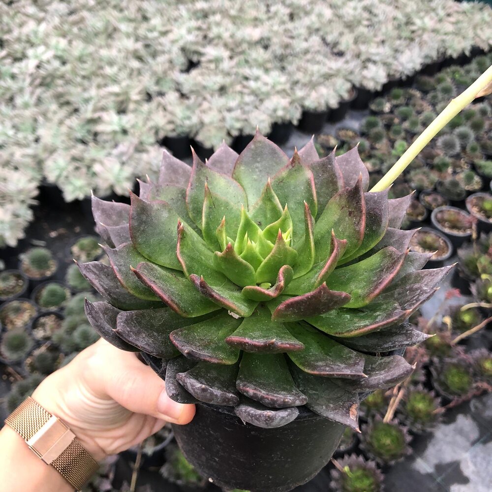 Echeveri “Black Prince” - Sukulent