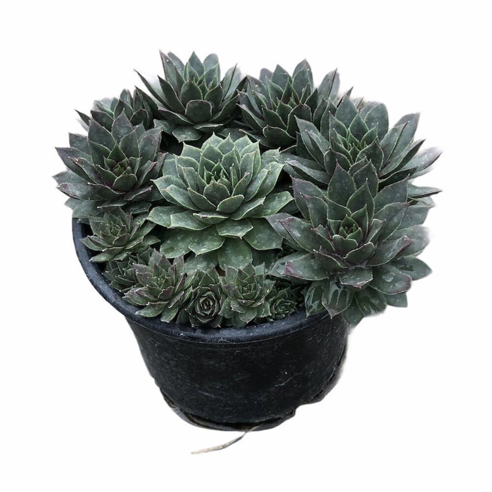 Sempervivum tectorum - Sukulent