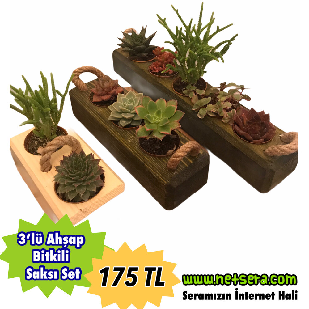 3’lü Ahşap Saksı Sukulent Set - Bitkili