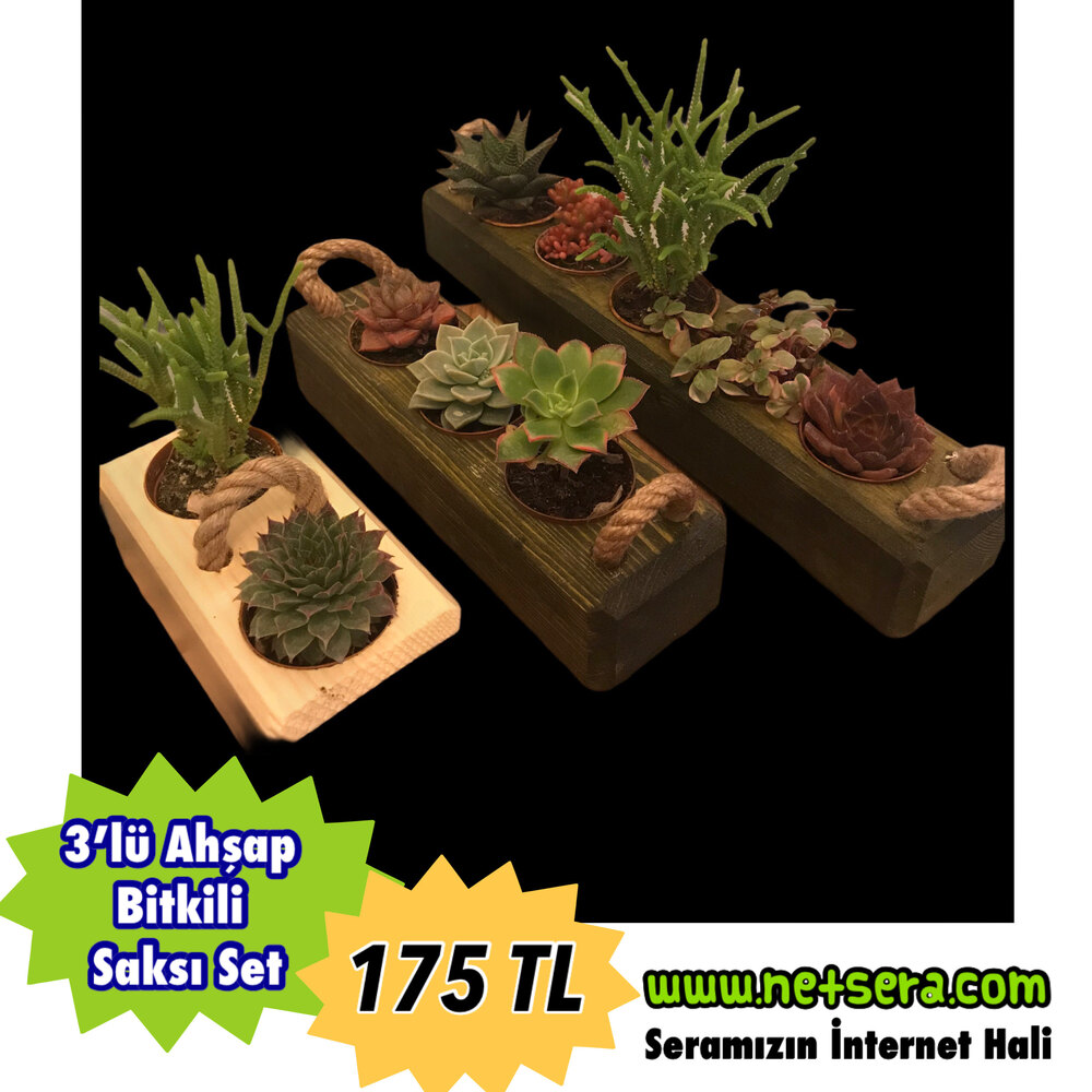 3’lü Ahşap Saksı Sukulent Set - Bitkili
