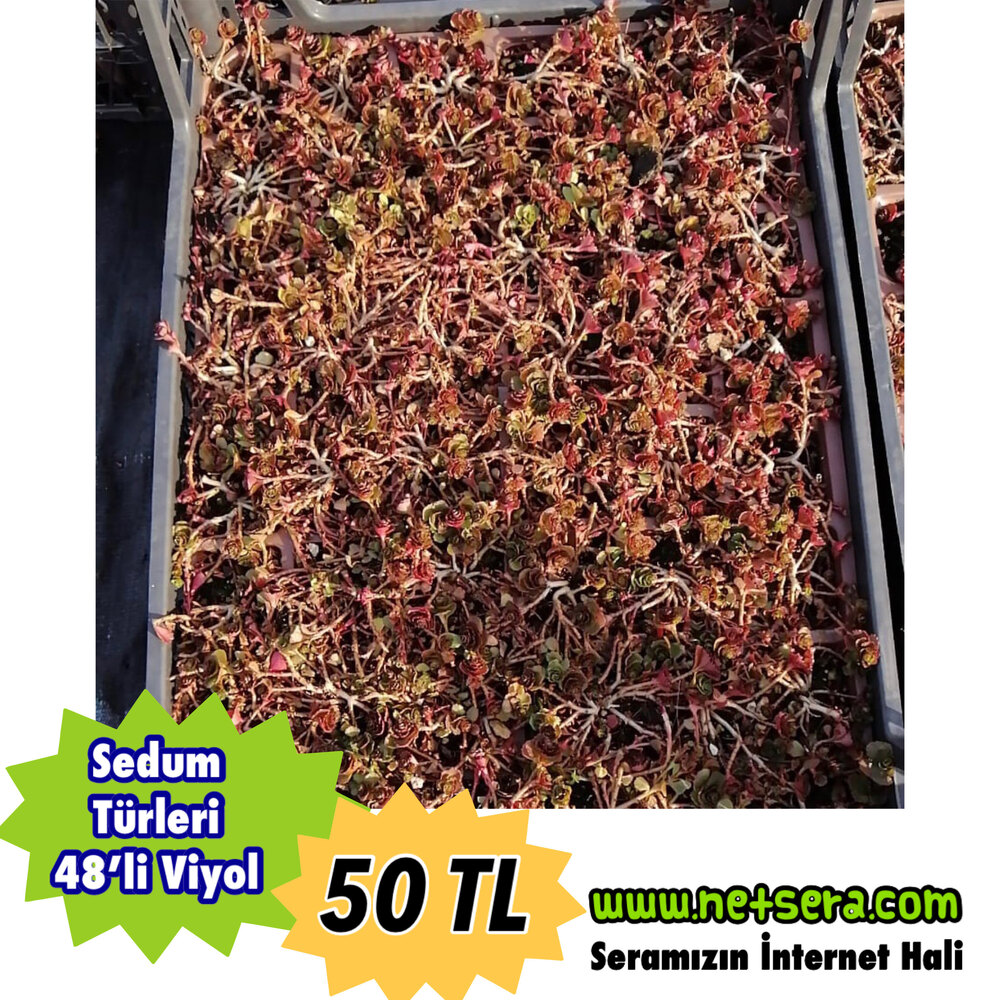 Sedum türleri - 48’li viyollerde 