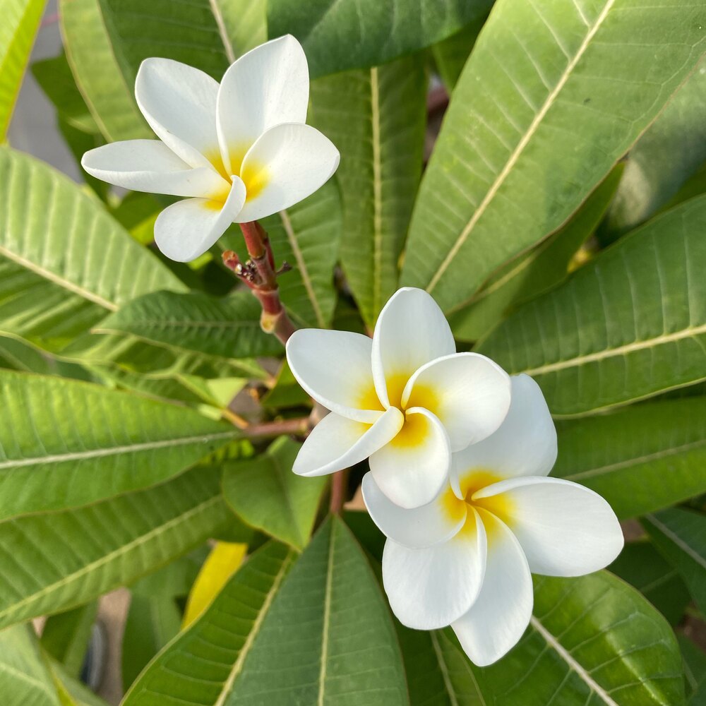 Plumeria | S.E.Garden