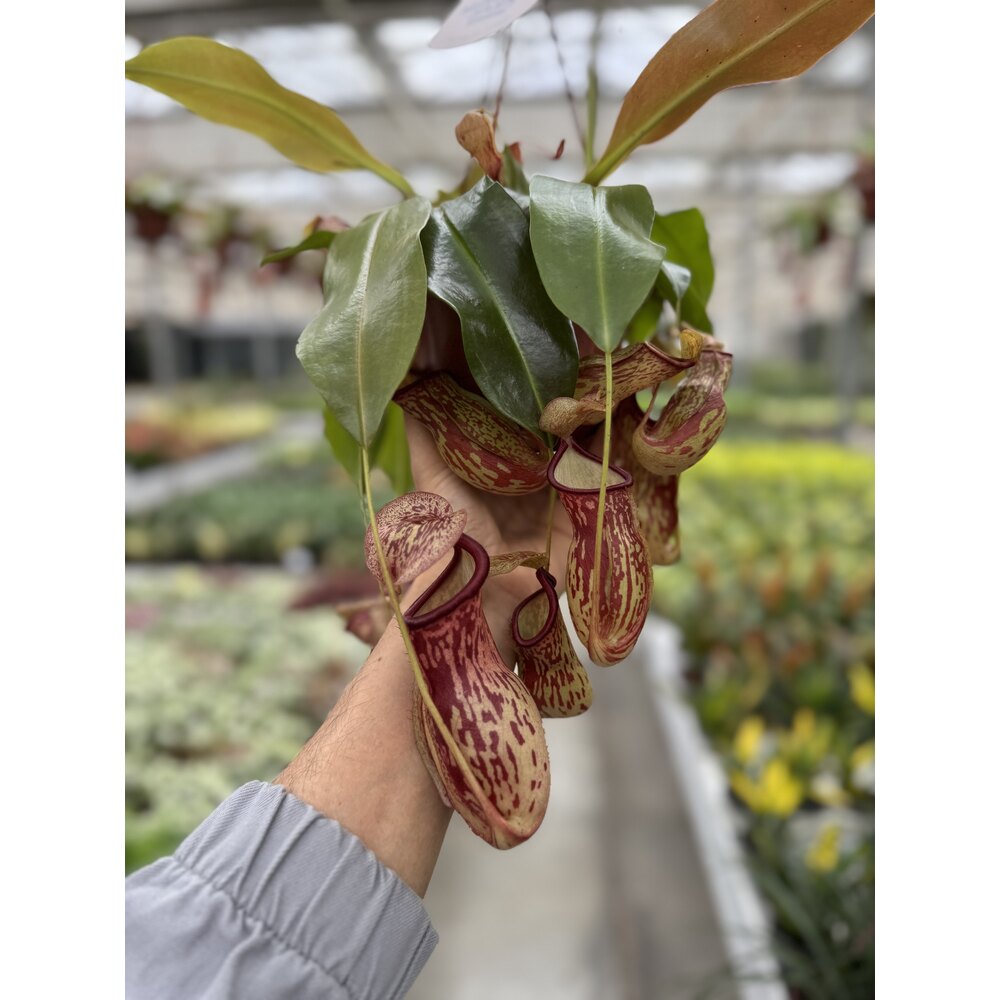 Nepenthes Monkey Jars Gaya (İthal) 14cm H:45 | Bitki Çiçek ve
