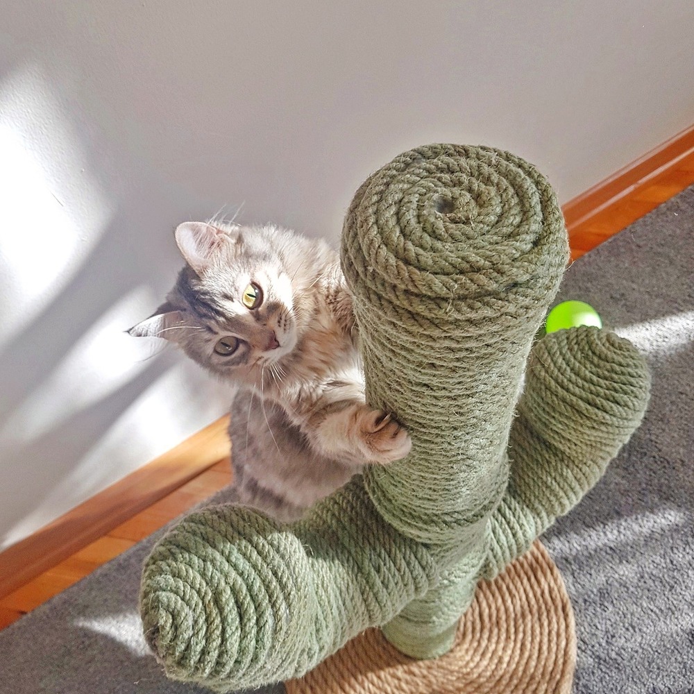 Kedi Tırmalama Tahtası Kaktüs - Yeşil