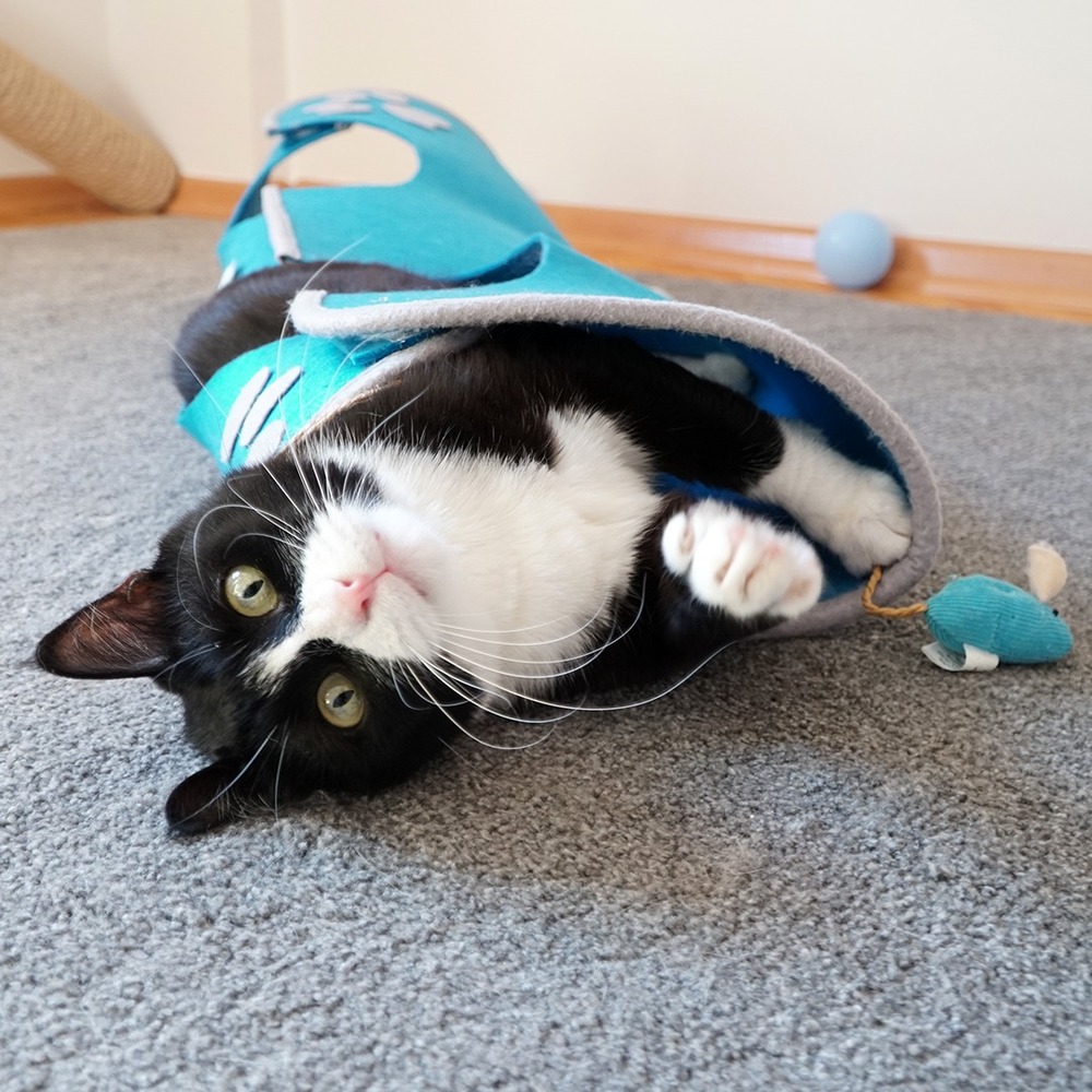 Kedi Tüneli