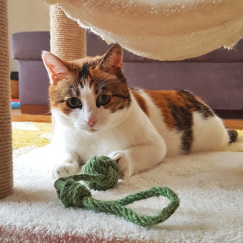 Kedi/Köpek İpli Oyun Topu