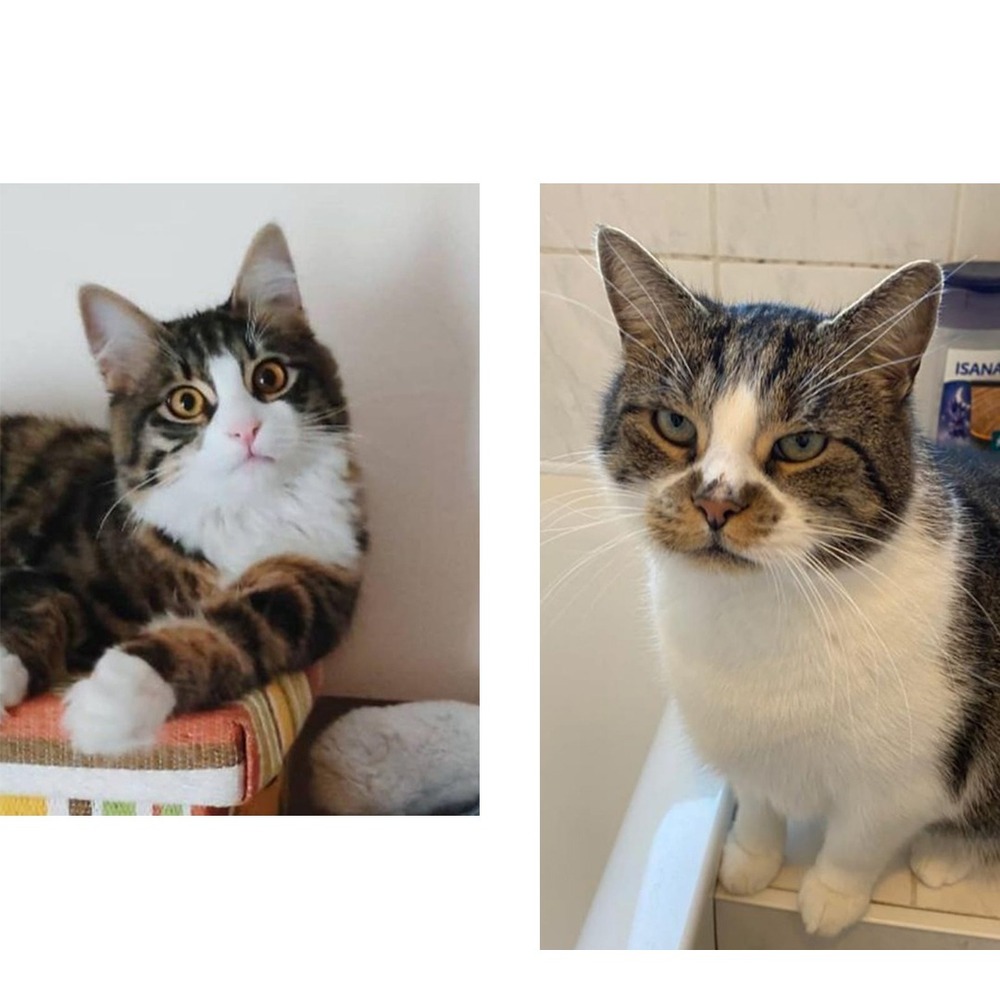 Kedi Kişiselleştirilebilir Anahtarlık