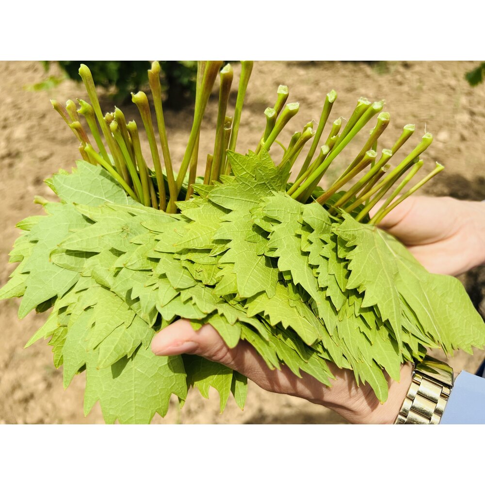 SALAMURA SARMALIK YAPRAK NET 2.800 GR 