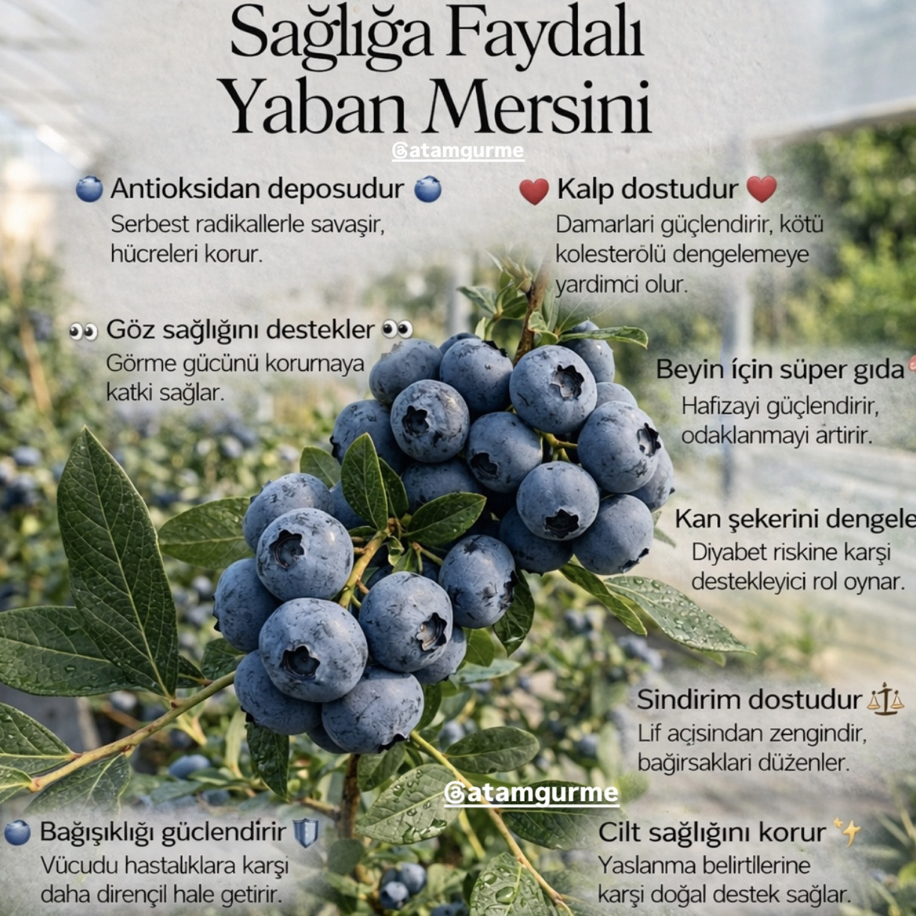 Yerli Üretim 125 Gr Paket Yaban Mersini BLUEBERRY Meyvesi Taze(Üst