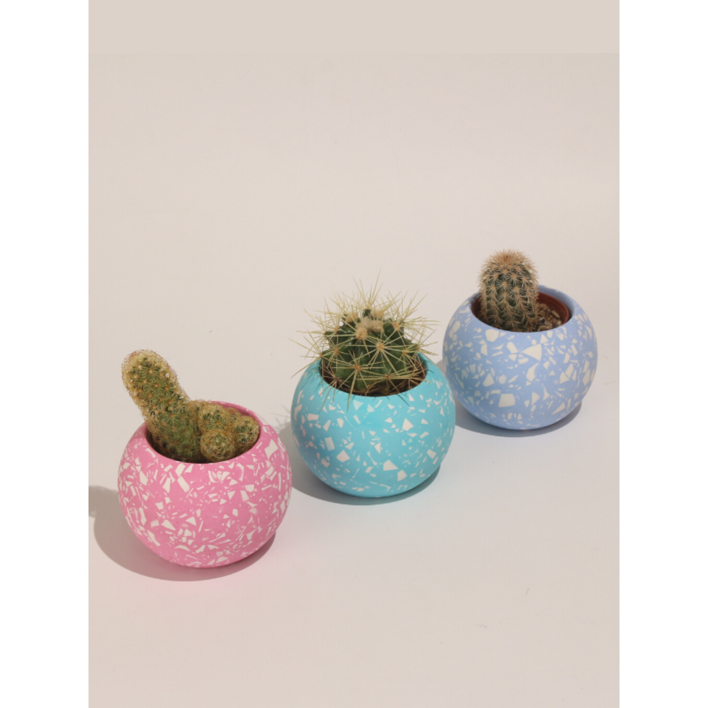 Yuvarlak Beton 3'L Terrazo Saks Set-Sukulent,Kakts Sakss (ieksiz) -  (Set-2) | atelstore