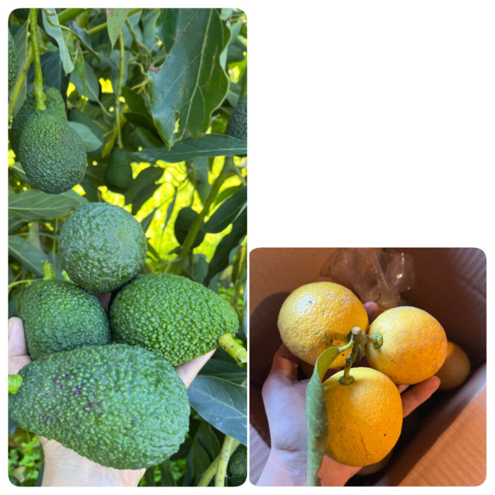 Süper Fırsat Paketi - Limon