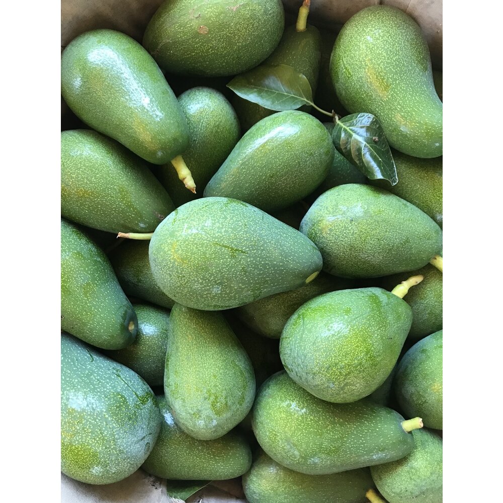 Fuerte Avokado (10 ADET)