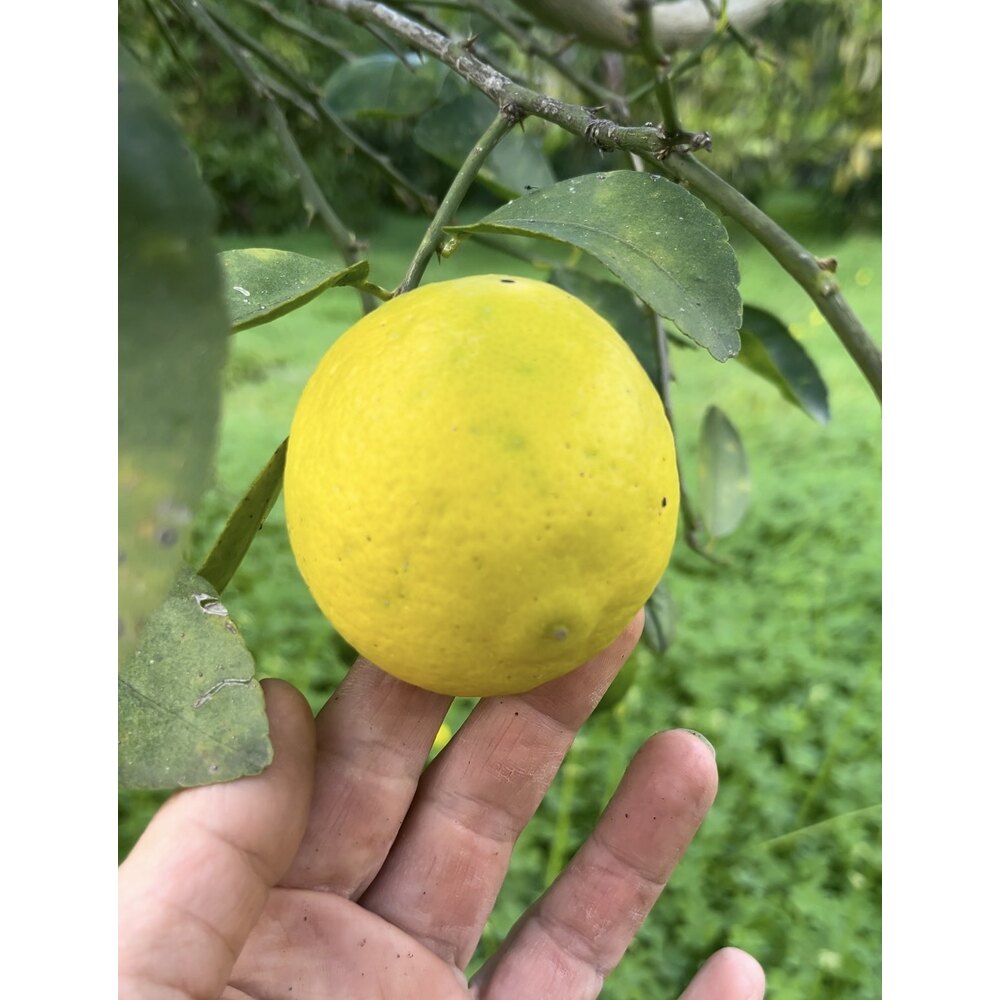 Lime limon (0,5 kg)