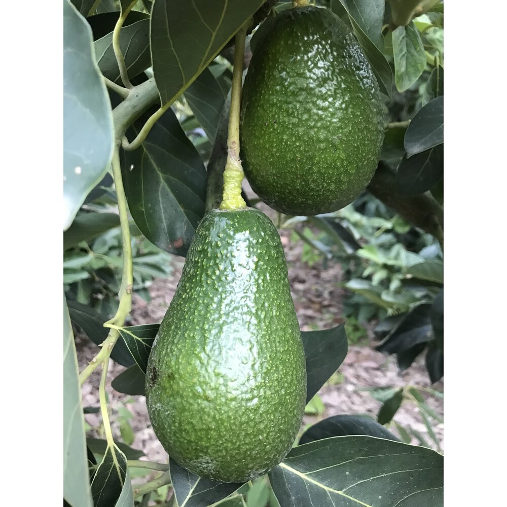 Wurtz Avokado (adet)