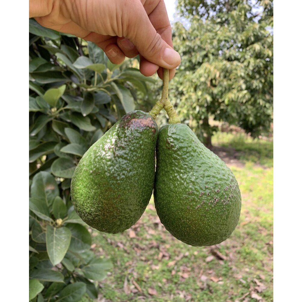 Wurtz Avokado (1 kg)