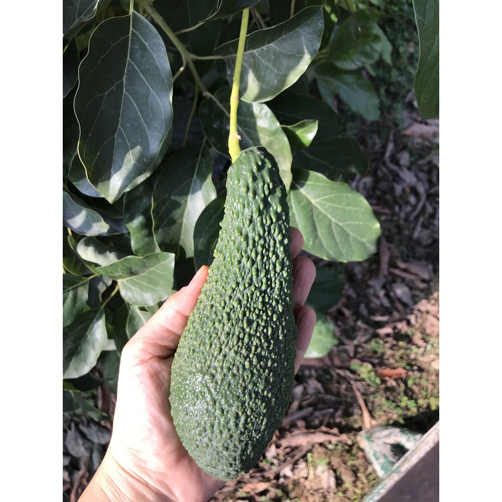 Pinkerton Avokado (iri boy/adet)