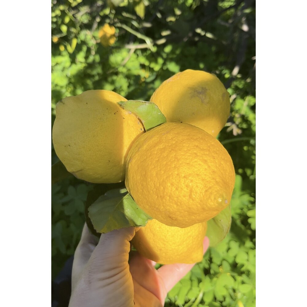 Limon (orta ve küçük boy)