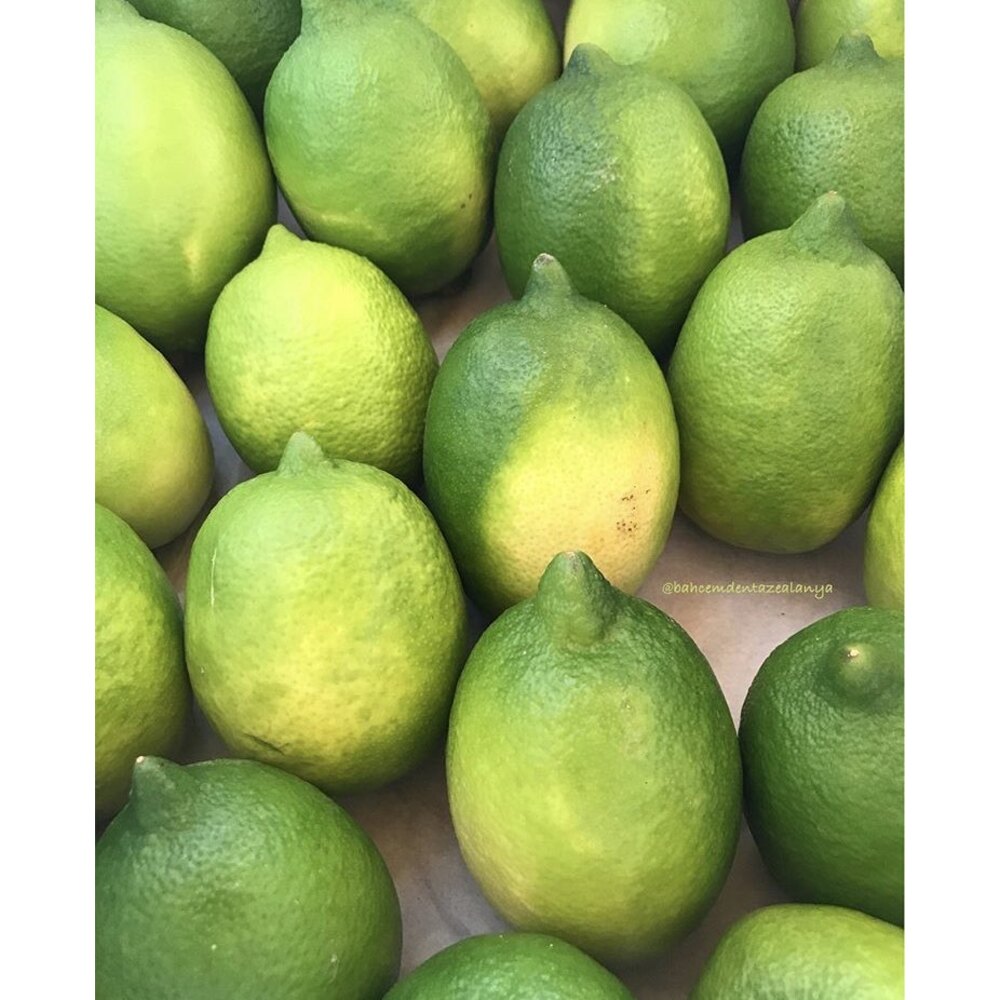 Limon (orta ve küçük boy)