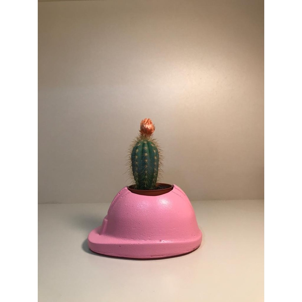 Baretüs | Pembe 
