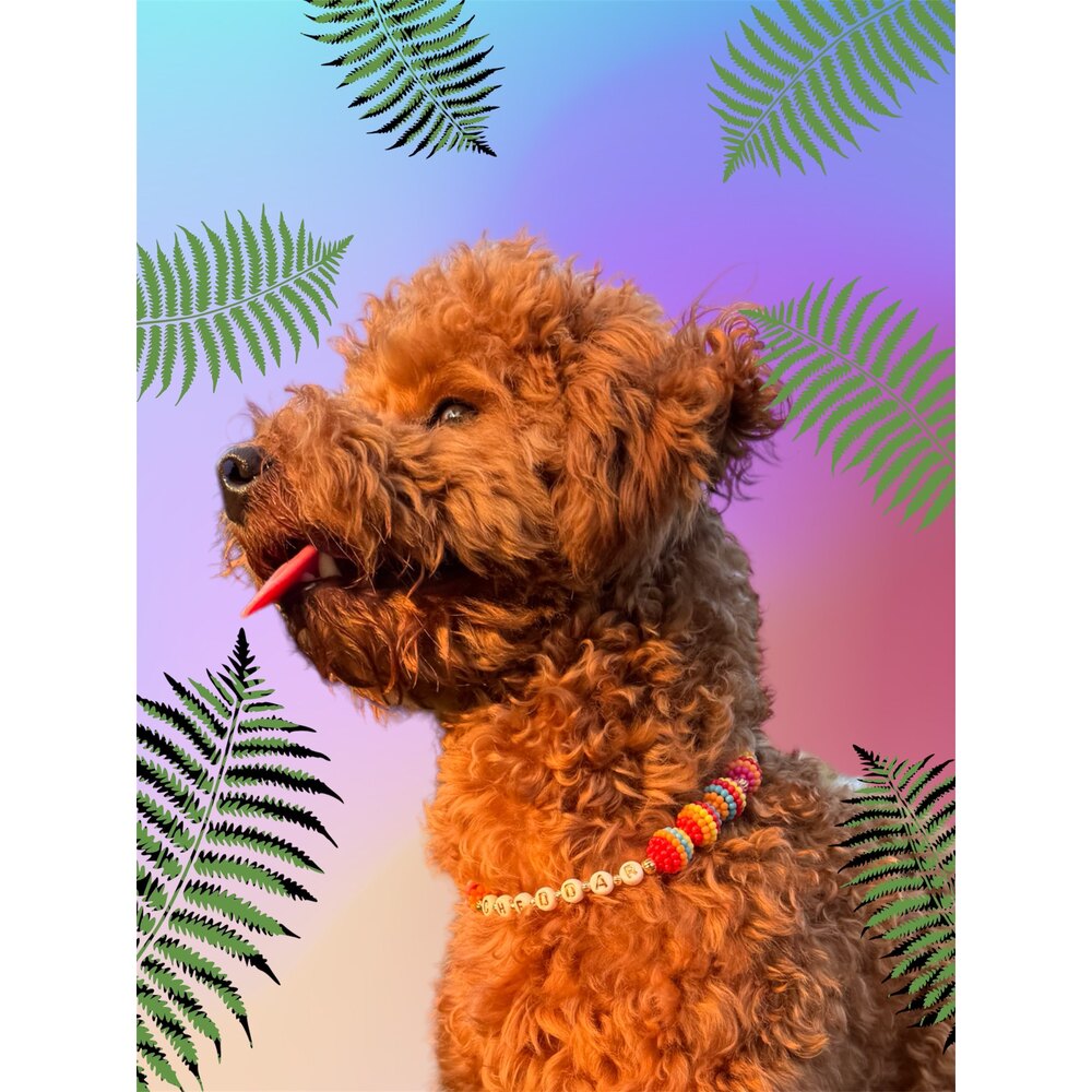Mimosa - Renkli Kedi Köpek Kolyesi 