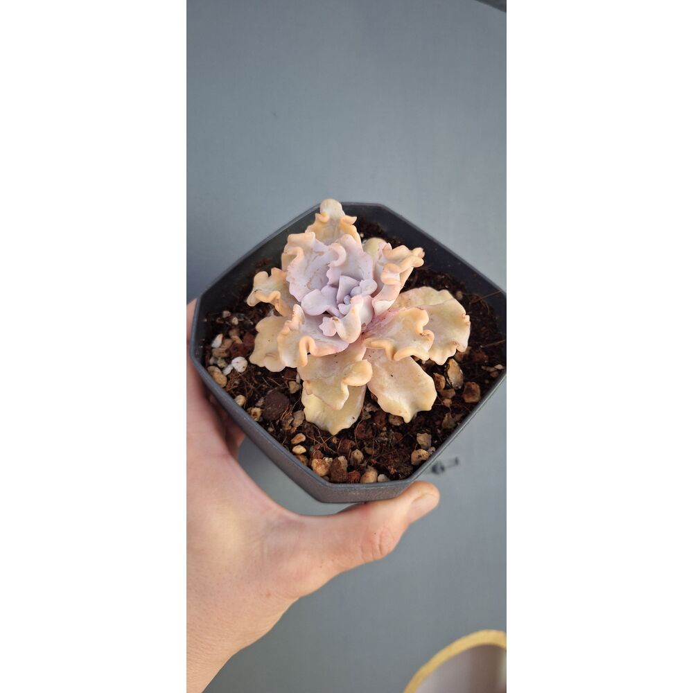 Echeveria Crispate Beauty 