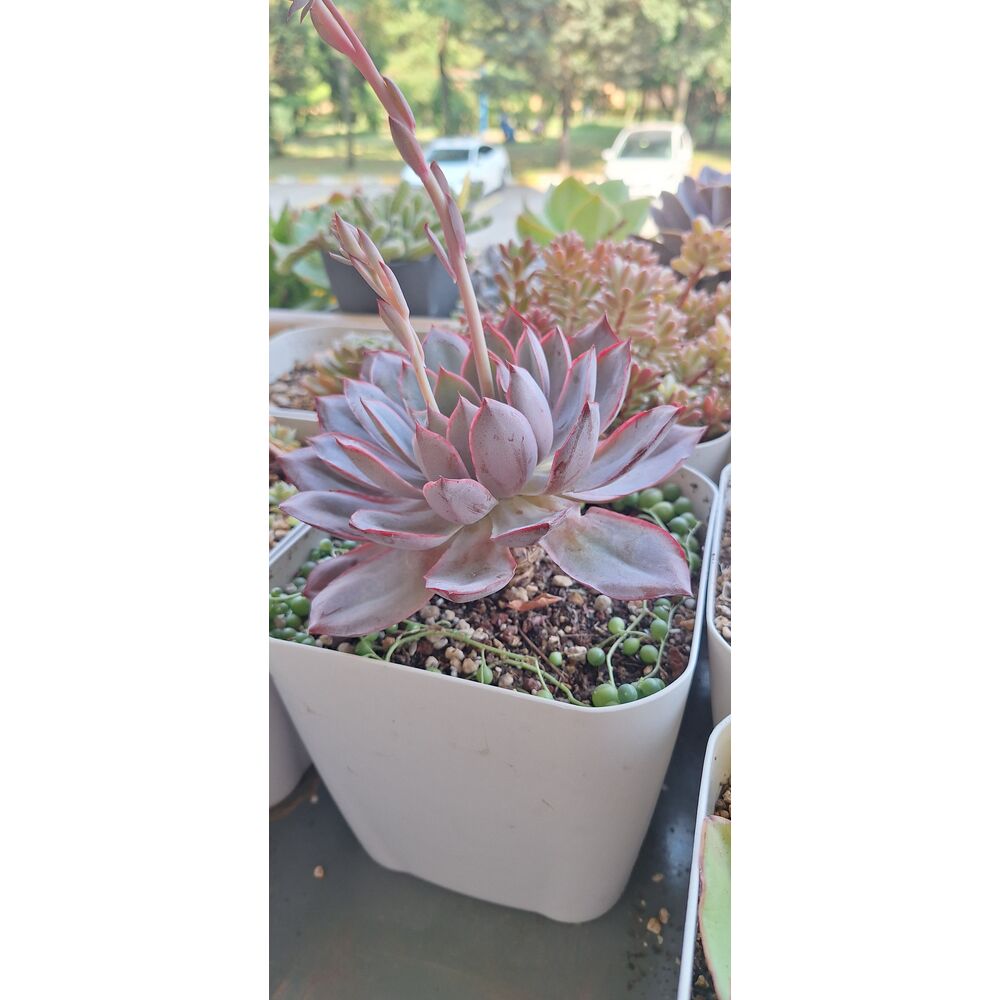Echeveria Hera