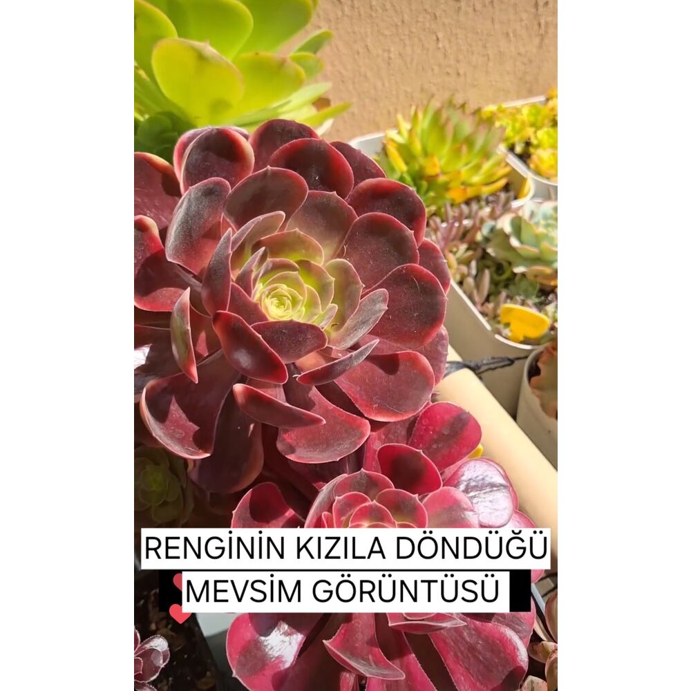 Aeonium Super Bang 